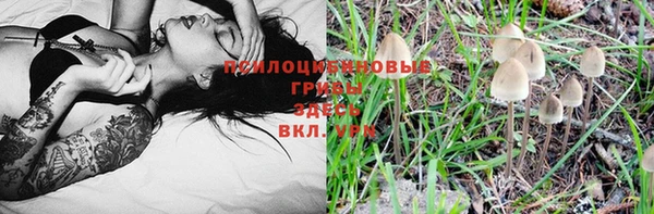 крисы Аркадак